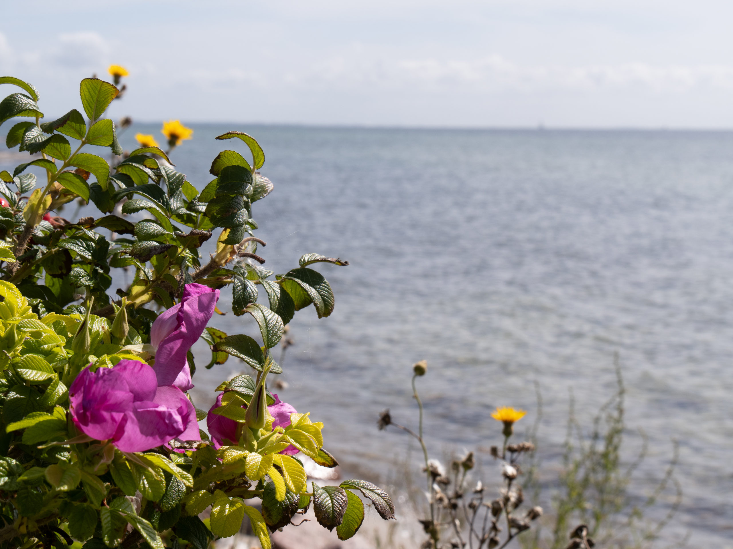 Presqu'ile de Glænø
